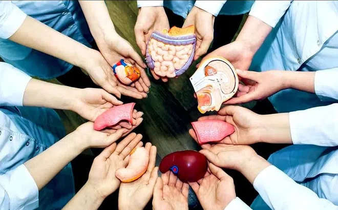 TPHCM: Hoàn thiện hệ thống phần mềm quản lý hiến, ghép tạng
