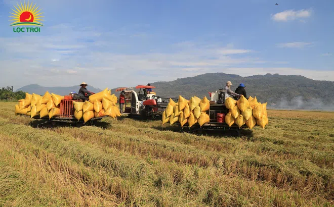 Trúng thầu xuất khẩu 100.000 tấn gạo giá 55 triệu USD, Lộc Trời ổn định liên kết sản xuất lúa gạo với bà con nông dân