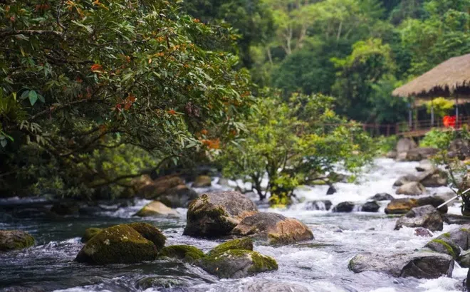 Loài hoa “Vô ưu” nở bên dòng suối Moọc- Phong Nha