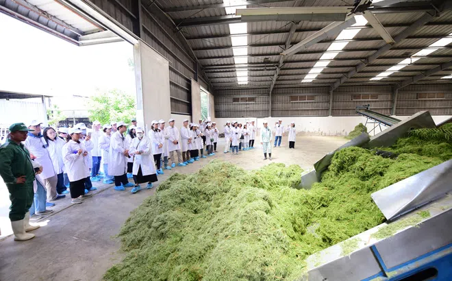 Vinamilk “mở khoá tự nhiên” tại Green Farm: Mô hình sinh thái truyền cảm hứng doanh nghiệp