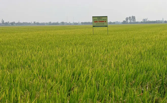 Bộ Nông nghiệp Philippines điều chỉnh tiêu chuẩn tính thuế trong cơ chế thuế nhập khẩu gạo “linh hoạt”