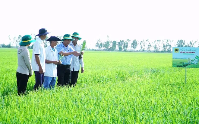 Chuyện người nông dân ‘đánh thức’ vùng đất phèn