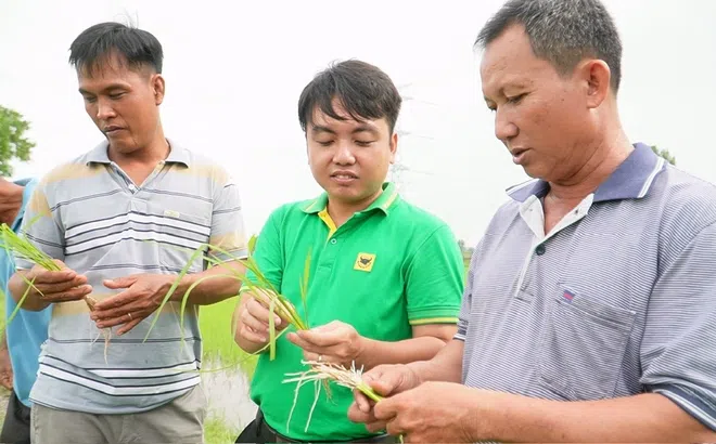 Khi đất được ‘hồi sinh’ thì cây lúa tự khắc khỏe mạnh