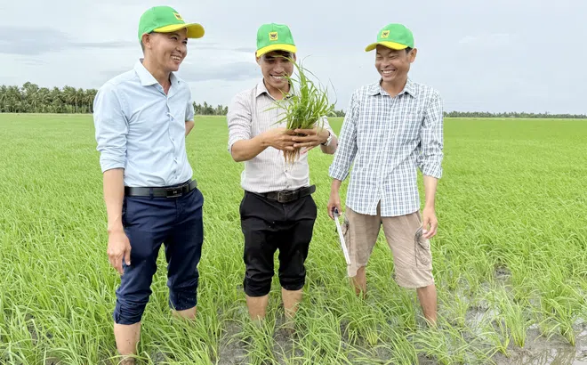 Đổi mới tư duy trên vùng đất phèn để tăng hiệu quả trồng lúa