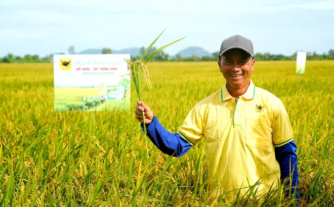 Nâng pH đất phèn: Chìa khóa hạ giá thành lúa hè thu ở Tứ giác Long Xuyên