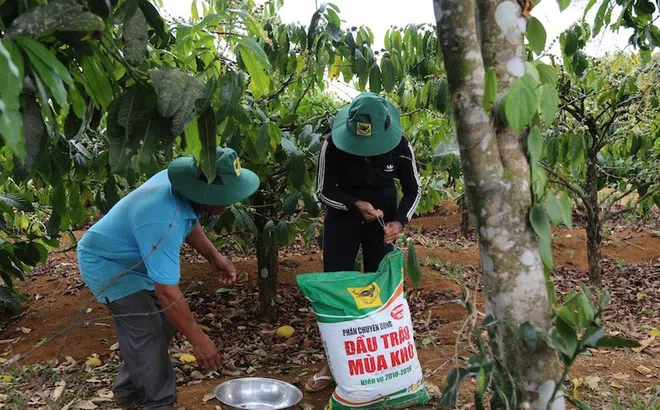 Vườn cà phê ba tầng sinh thái