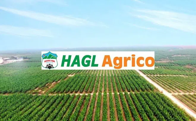 HoSE đưa cổ phiếu HNG của HAGL Agrico vào diện kiểm soát