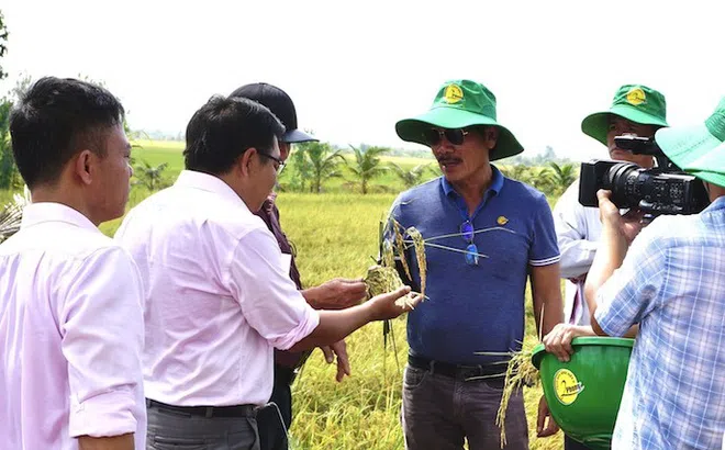 Phân bón Bình Điền II sẽ làm thêm nhiều loại phân bón cho cây ăn trái, cà phê…