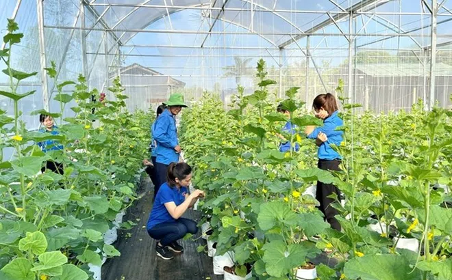 Nông nghiệp xanh - Hướng phát triển bền vững tại Quảng Bình