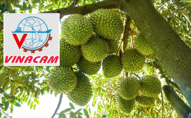 Tập đoàn Vinacam kiến nghị làm rõ trách nhiệm vụ sầu riêng bị trả về, nghi do phân bón DAP Hàn Quốc