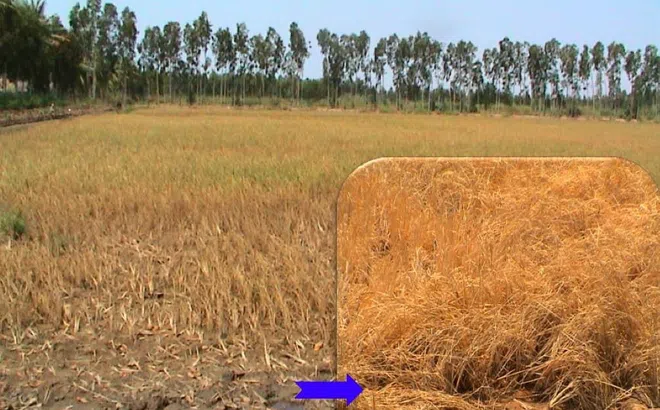 Cải thiện sức khoẻ của đất trong điều kiện nắng nóng, hạn mặn và phèn đầu vụ Hè Thu