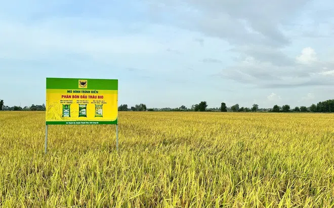 Giải mã cặp đôi “Bio và Canxi” – chìa khóa cho canh tác lúa bền vững ở ĐBSCL