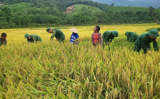  Quảng Bình: Bộ đội Biên phòng giúp nhân dân vùng cao thu hoạch vụ lúa Đông Xuân năm 2025