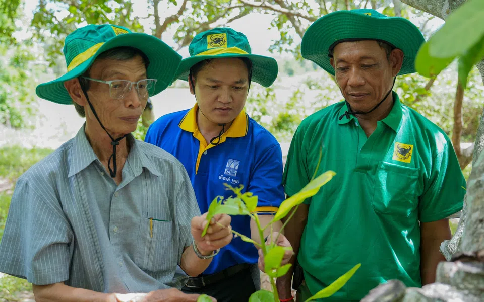 Mang giải pháp dinh dưỡng khoa học cho điều Campuchia: Hành trình kiến tạo từ những mùa vàng thịnh vượng